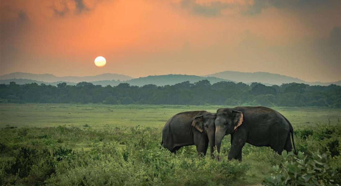 Sri Lanka - Minneriya