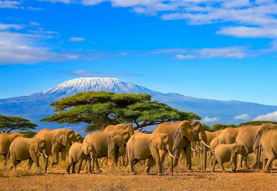Safari tropem wielkiej piątki - Kenia