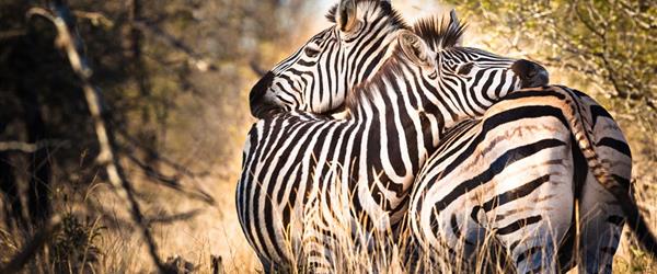 Najlepsze kierunki na safari i bliskie spotkania ze zwierzętami