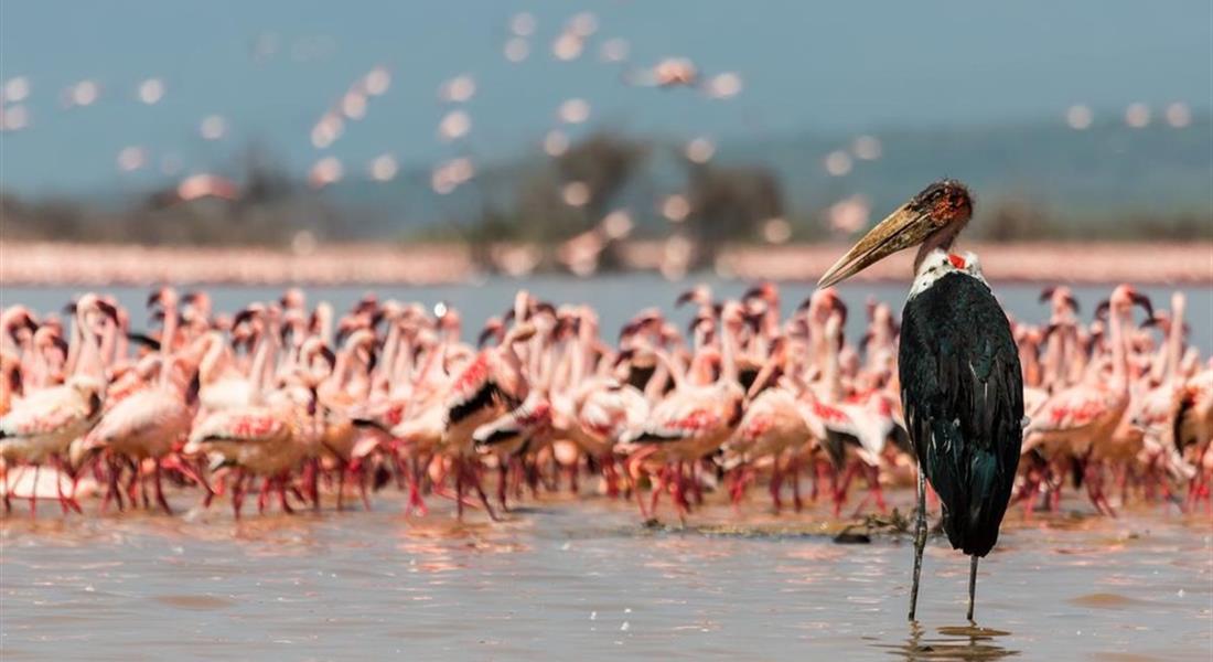 Kenia - Jezioro Naivasha