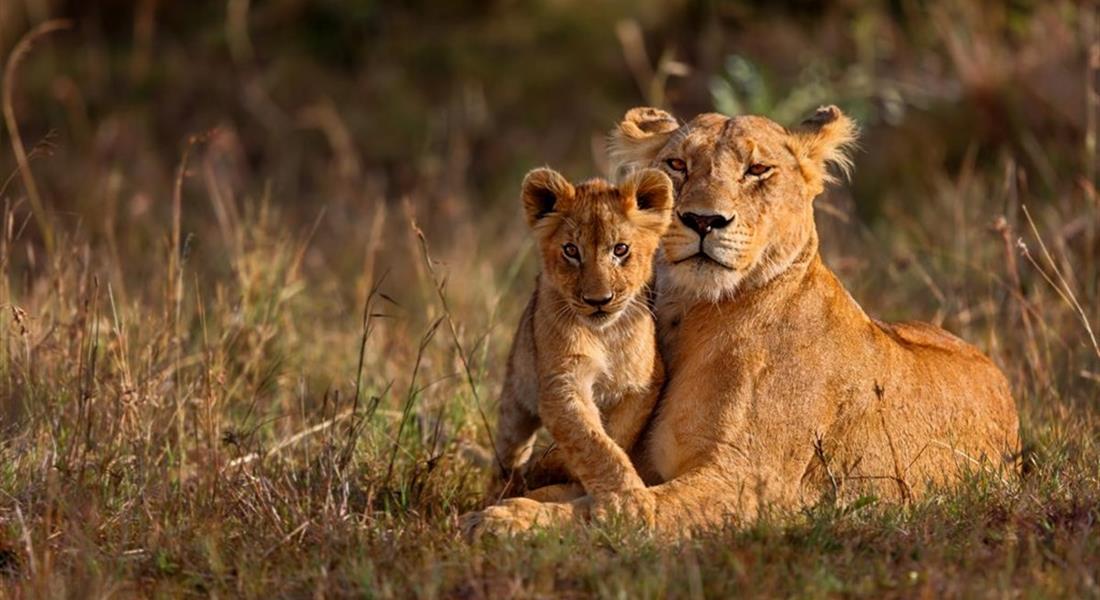 Kenia - Masai Mara