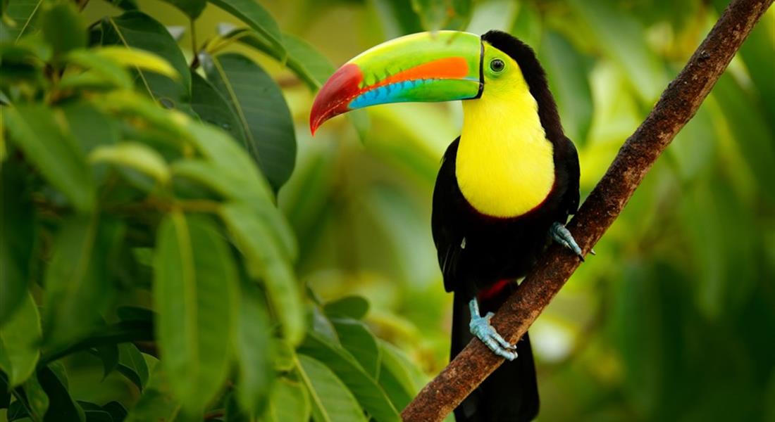 Kostaryka - Park Narodowy Manuel Antonio